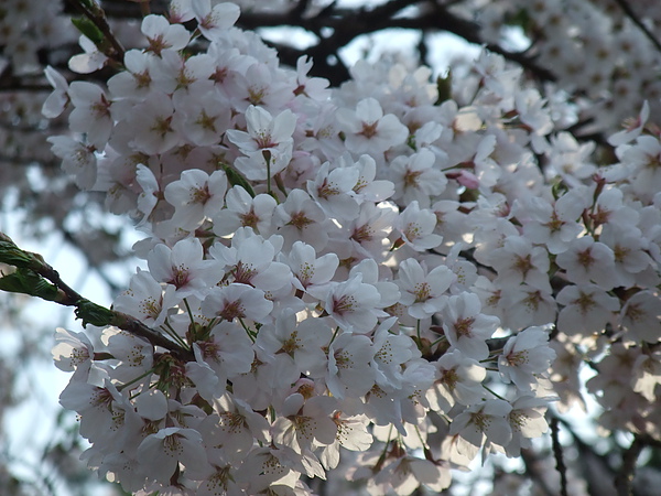 20100503藤原祭 20100503藤原祭