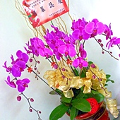 P1010422 紫色蝴蝶蘭