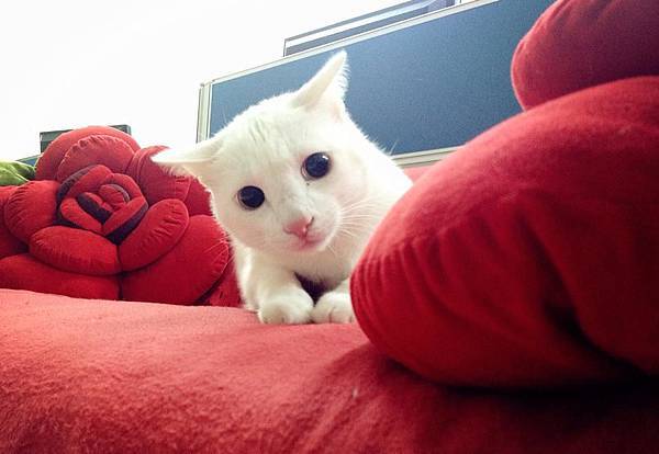 428152_555936541085264_687270384_n