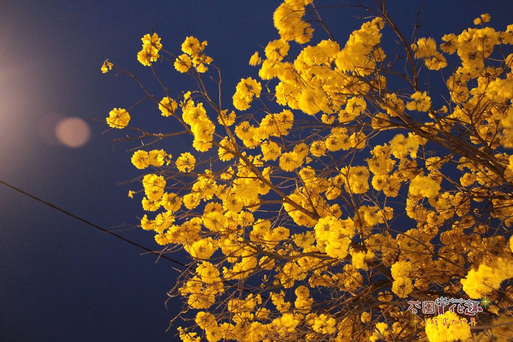 芬園之美007.jpg 芬園之美007.jpg