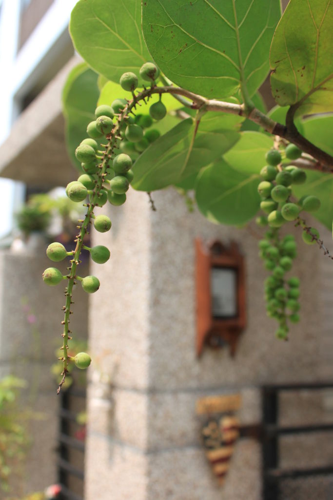 樹葡萄 (4).JPG