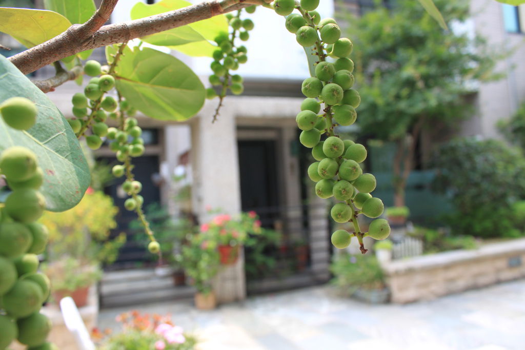 樹葡萄 (5).JPG