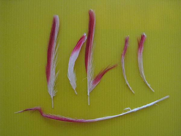 肯亞紀念品 (4).jpg