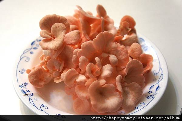2013 在家種香菇豐年農場 玫瑰菇 (17) 2013 在家種香菇豐年農場 玫瑰菇 (17)