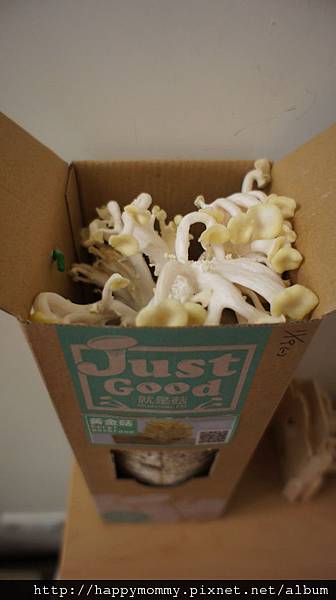 2012 在家種香菇 就是菇黃金菇 (4) 2012 在家種香菇 就是菇黃金菇 (4)