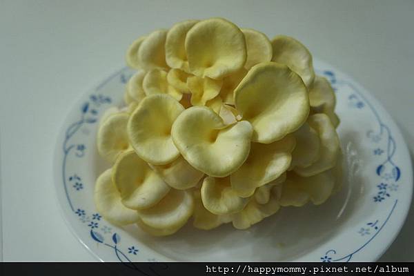 2012 在家種香菇 就是菇黃金菇 (26) 2012 在家種香菇 就是菇黃金菇 (26)