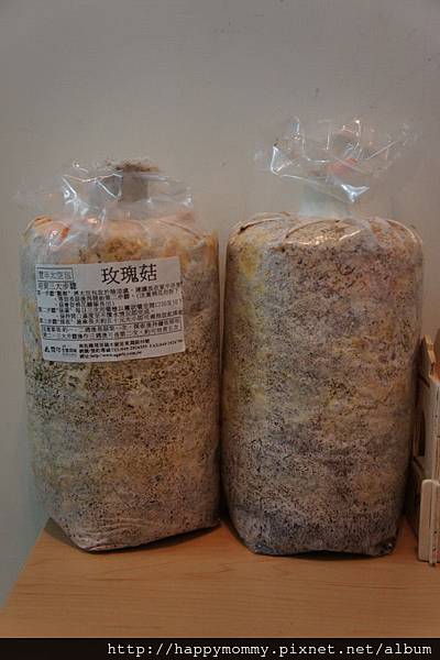 2013 在家種香菇豐年農場 玫瑰菇 (1) 2013 在家種香菇豐年農場 玫瑰菇 (1)