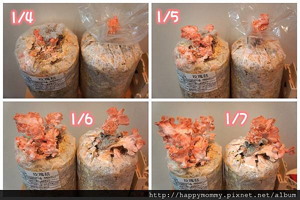 2013 在家種香菇豐年農場 玫瑰菇 (4) 2013 在家種香菇豐年農場 玫瑰菇 (4)