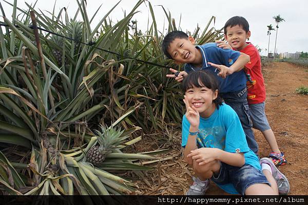 民雄 旺莱山土凤梨酥 好吃又好玩@wenwen小姐