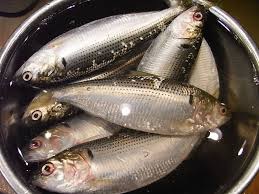 こはだ.jpeg こはだ.jpeg