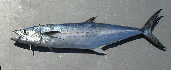 spanish-mackerel.jpg spanish-mackerel.jpg