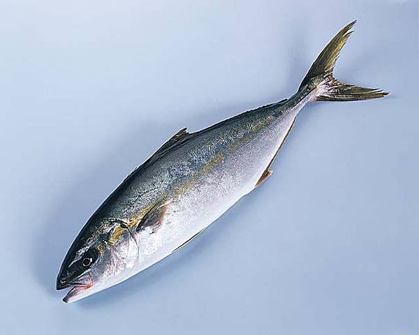 はまち.jpg はまち.jpg