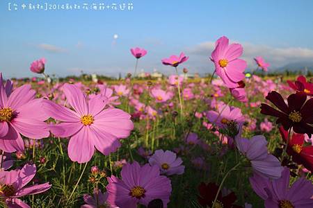 IMG_5398 IMG_5398