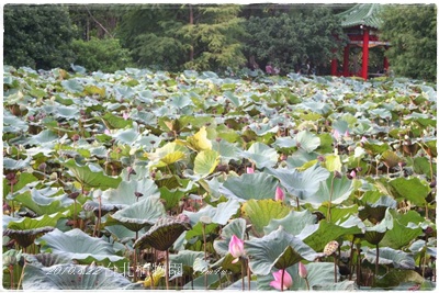 2010.8.22植物園a.jpg