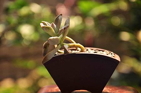 風車草(石蓮花)-04.jpg 風車草(石蓮花)-04.jpg