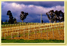 Yarra Valley 1.gif