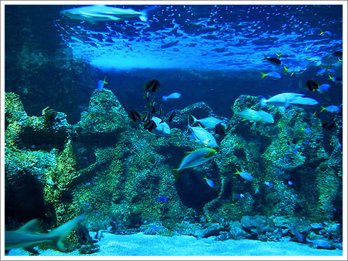 Sydney-Aquarium-04.jpg