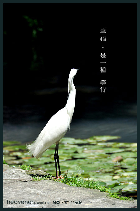 幸福•是一種 等待 幸福•是一種 等待