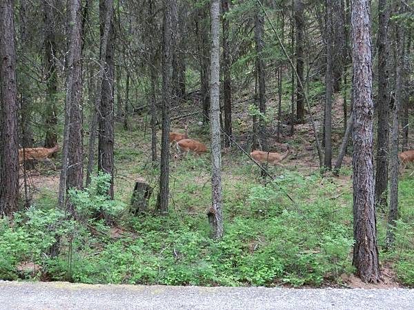 Moyie Lake 的鹿群
