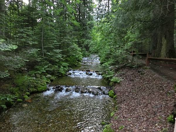 鮭魚回流的魚梯道