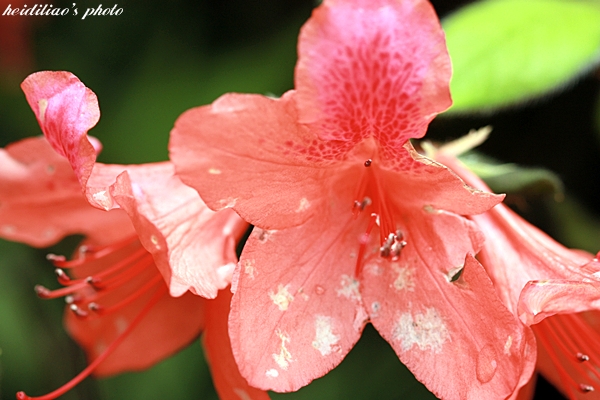 IMG_9677.JPG IMG_9677.JPG