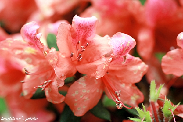 IMG_9664.JPG IMG_9664.JPG