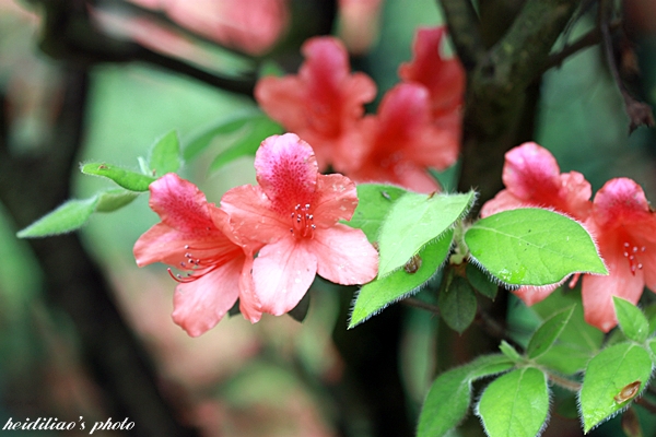 IMG_9665.JPG IMG_9665.JPG