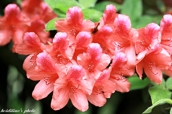 IMG_9666.JPG IMG_9666.JPG