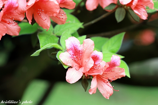 IMG_9668.JPG IMG_9668.JPG