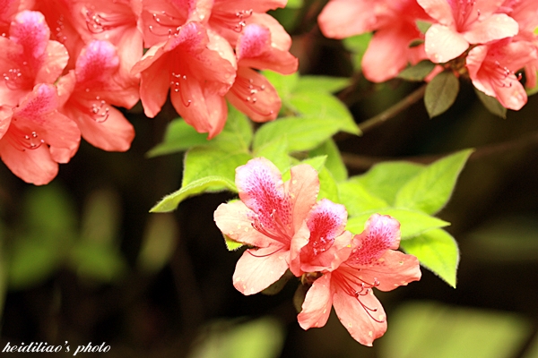 IMG_9673.JPG IMG_9673.JPG