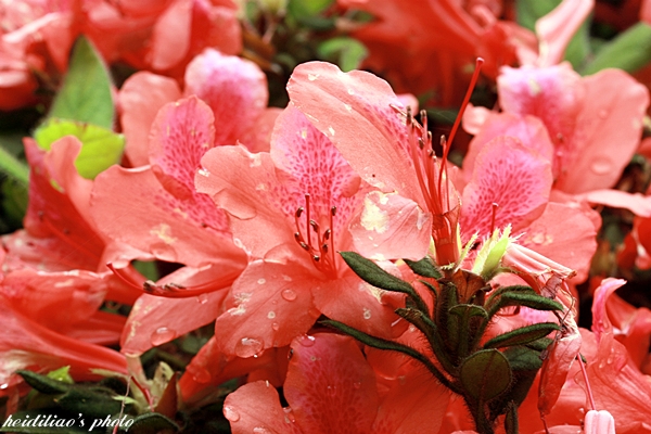 IMG_9681.JPG IMG_9681.JPG