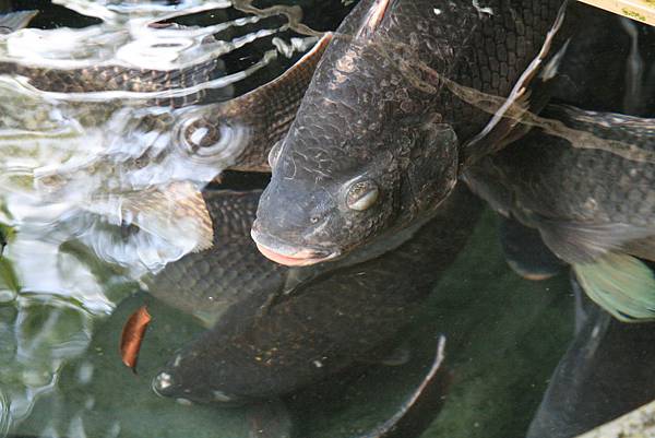 花蓮+施品成 015.JPG 花蓮+施品成 015.JPG