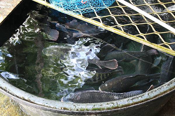 花蓮+施品成 016.JPG 花蓮+施品成 016.JPG