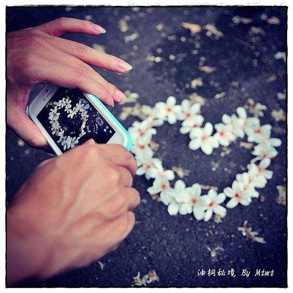 Mimi的油桐花01 Mimi的油桐花01