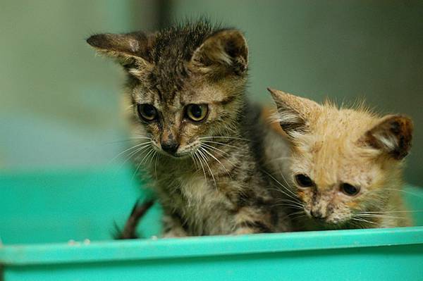 536816_697529033608743_254220636_n 536816_697529033608743_254220636_n