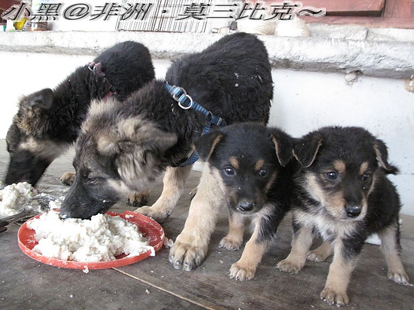 小狗吃戲碼 (13).jpg 小狗吃戲碼 (13).jpg