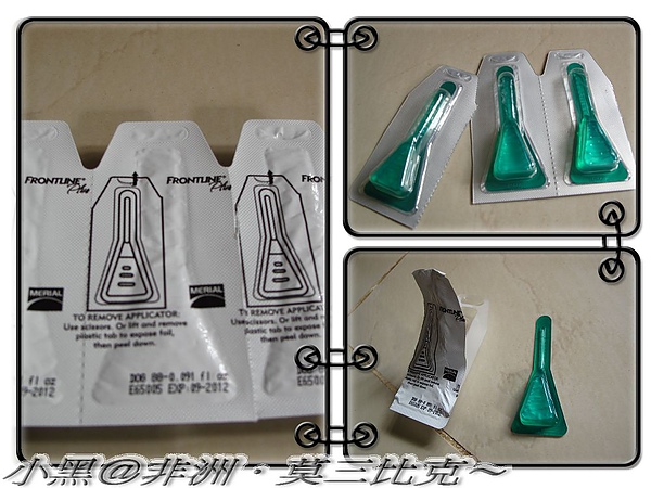 狗打蚤不到 (1).jpg 狗打蚤不到 (1).jpg