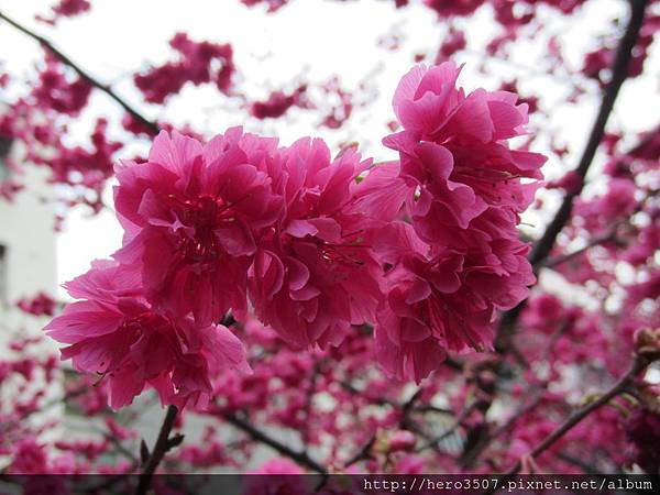 IMG_8269.JPG IMG_8269.JPG