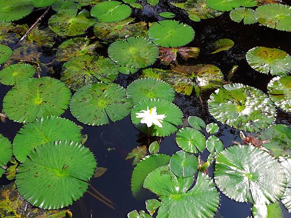 1021117 仁山植物園一日遊012.jpg
