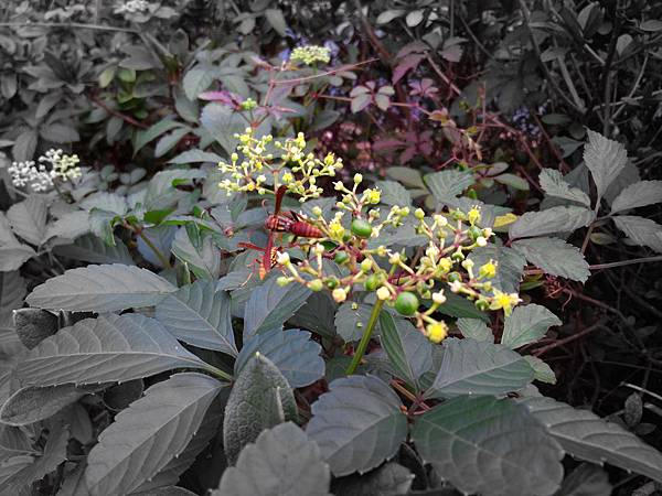 1021117 仁山植物園一日遊023.jpg