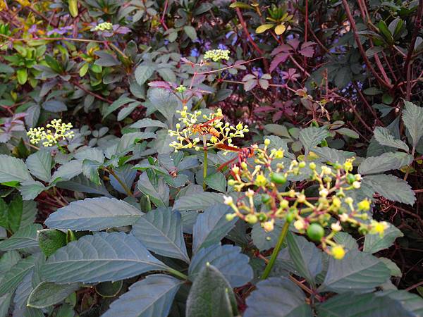 1021117 仁山植物園一日遊024.jpg