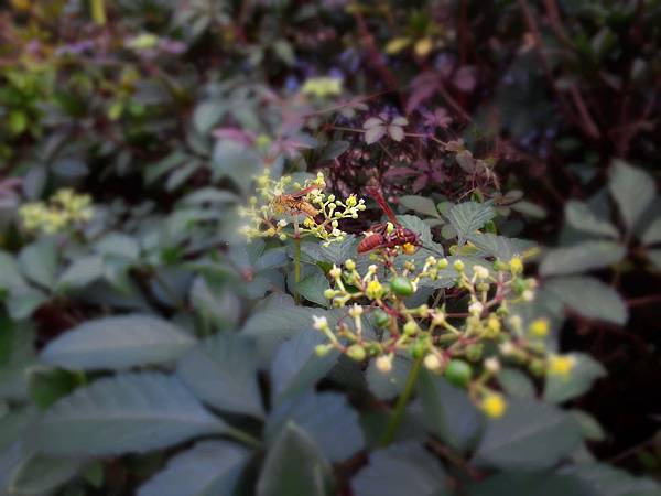 1021117 仁山植物園一日遊025.jpg