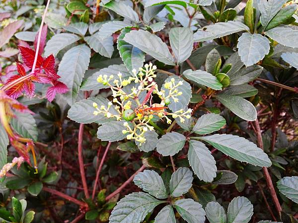 1021117 仁山植物園一日遊026.jpg