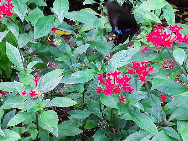 1021117 仁山植物園一日遊056.jpg