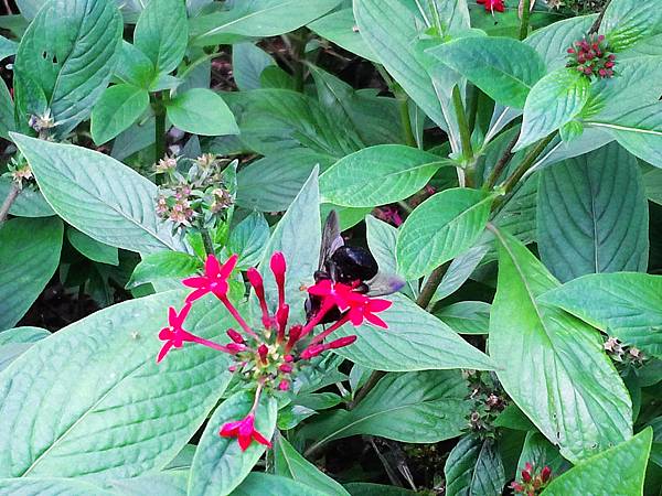 1021117 仁山植物園一日遊060.jpg