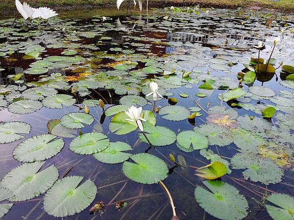1021117 仁山植物園一日遊069.jpg