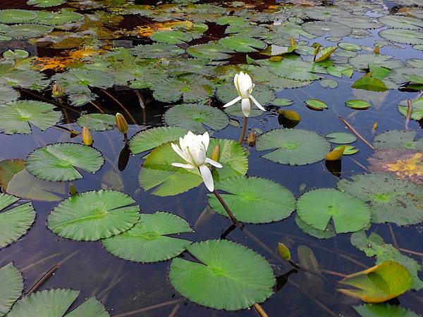 1021117 仁山植物園一日遊070.jpg