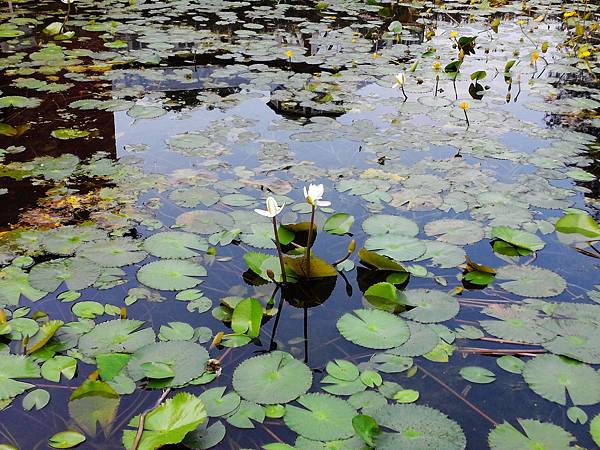 1021117 仁山植物園一日遊072.jpg