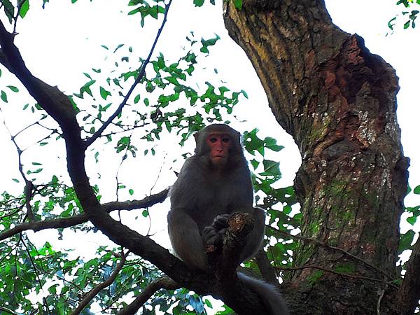 1021117 仁山植物園一日遊083.jpg