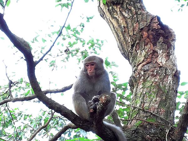 1021117 仁山植物園一日遊084.jpg